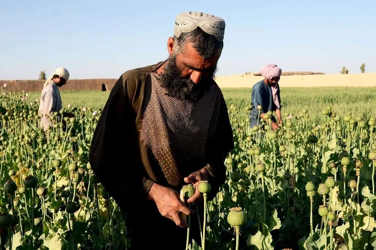 رشد ۵۶ هزار هکتاری کشت خشخاش در نخستین سال حکمرانی طالبان