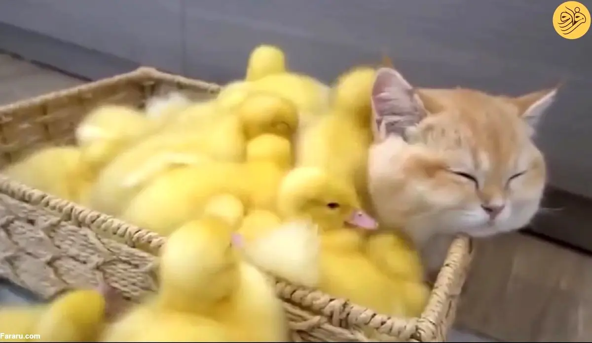 (ویدئو) حال خوب یک گربه با ۱۰ جوجه اردک در سبد!