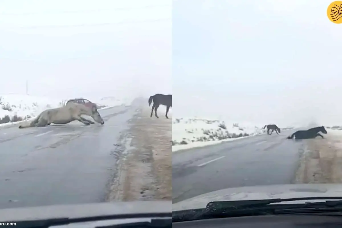 (ویدئو) لیز خوردن عجیب سه اسب هنگام عبور از جاده