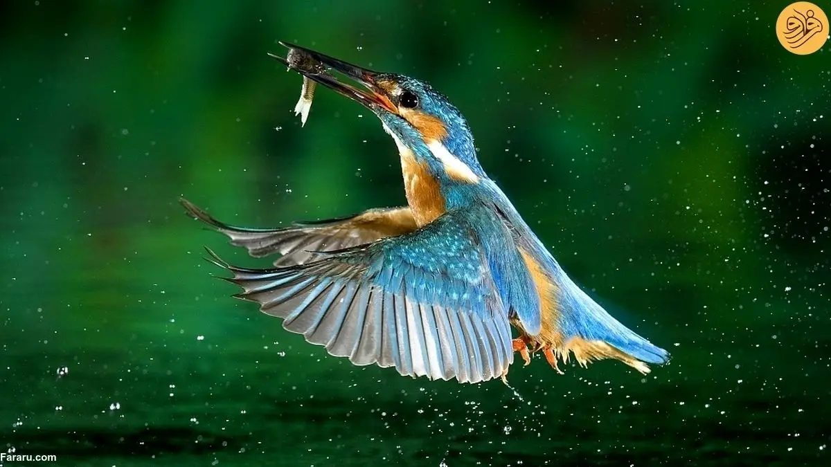 (ویدیو) یخ‌زدگی حیرت‌انگیز پرندگان به علت سرما