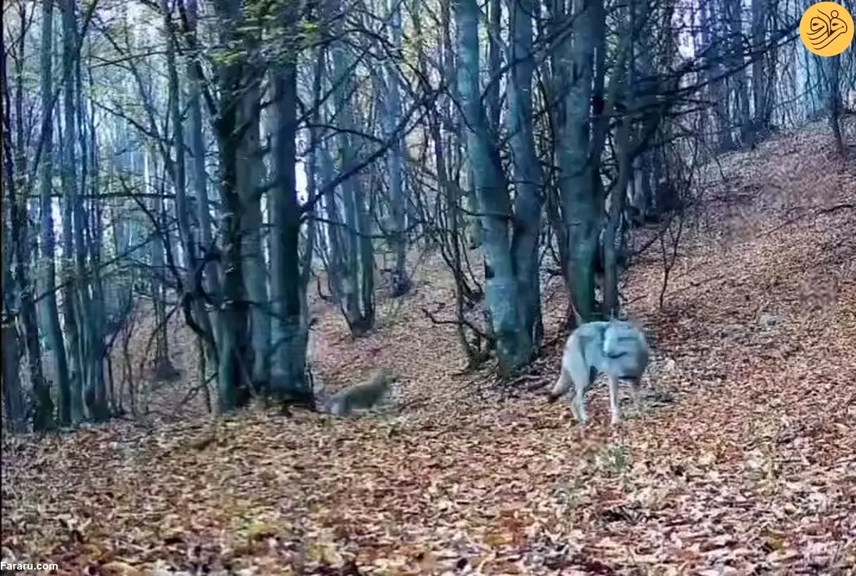 (ویدیو) گرگ، مهمان ناخوانده این شب‌های سقز شد