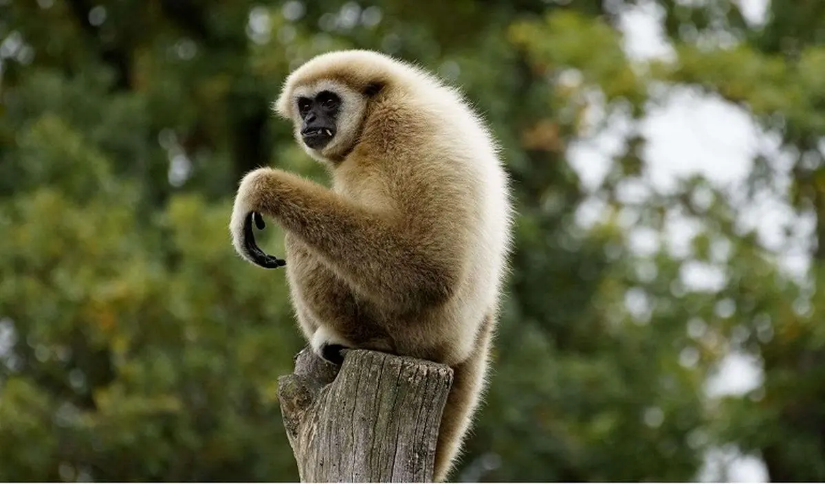 معمای باردار شدن میمون ماده تنها حل شد!