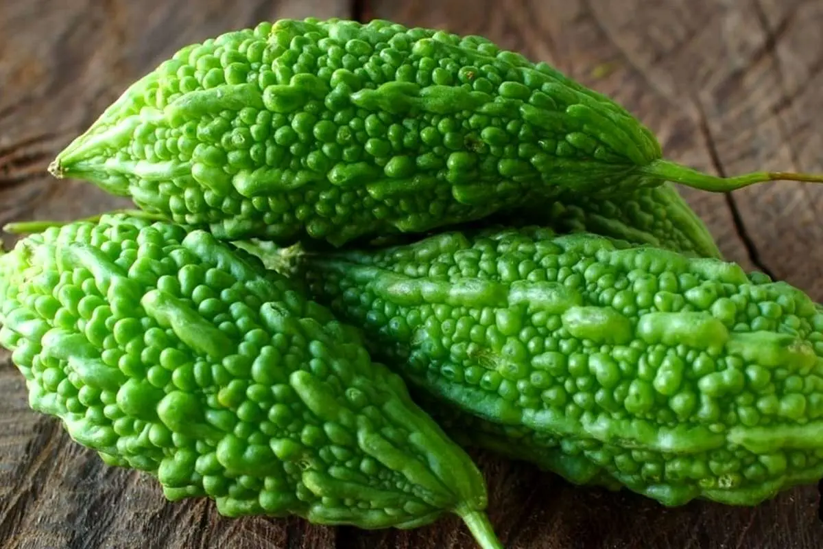 (تصویر) خیار تلخ؛ یک میوه شگفت انگیز!