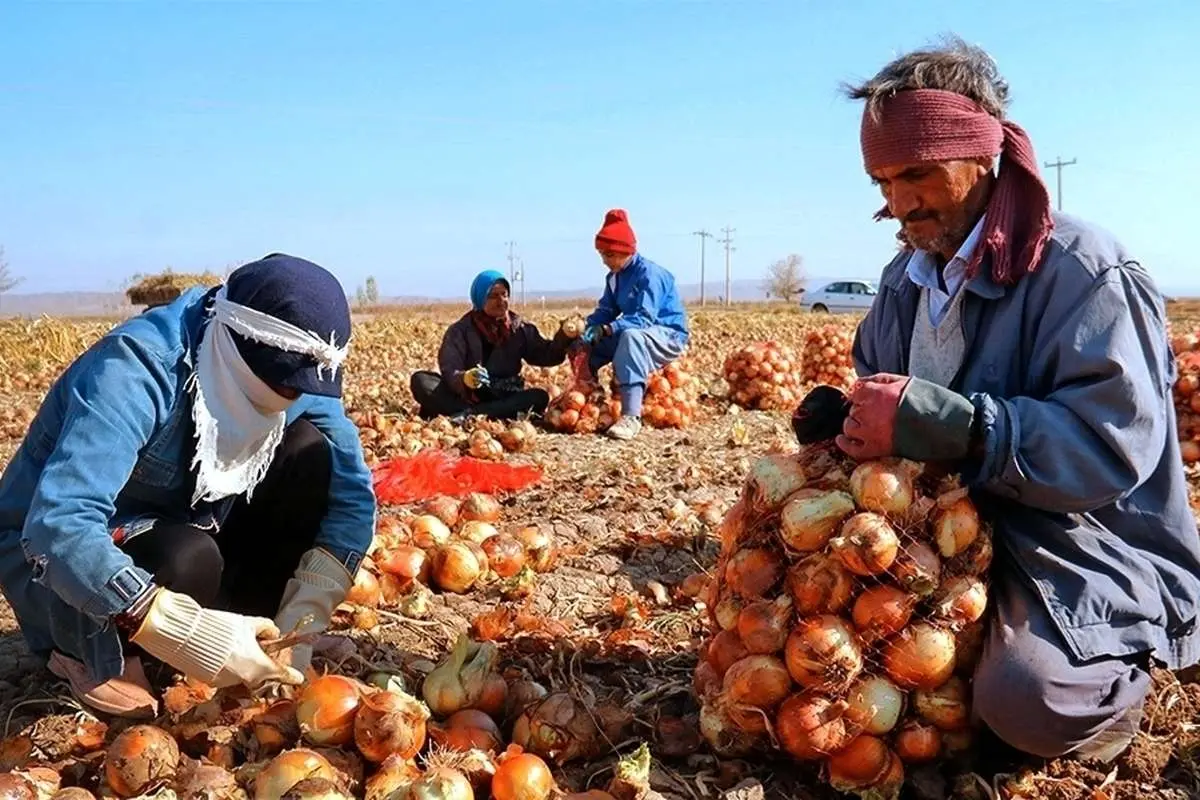 افزایش تعرفه صادرات پیاز به ۱۸۰ درصد