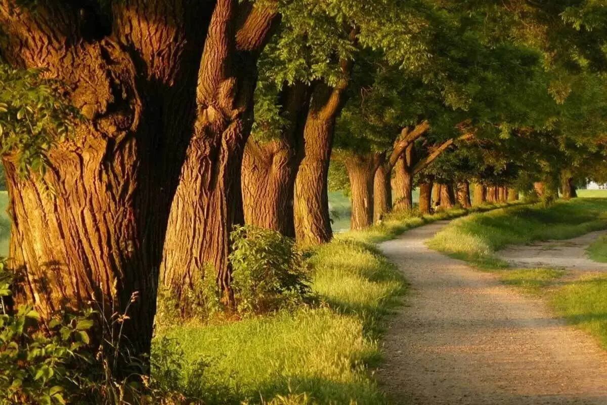 درخت‌ها خشکسالی‌ها را پیش بینی می‌کنند