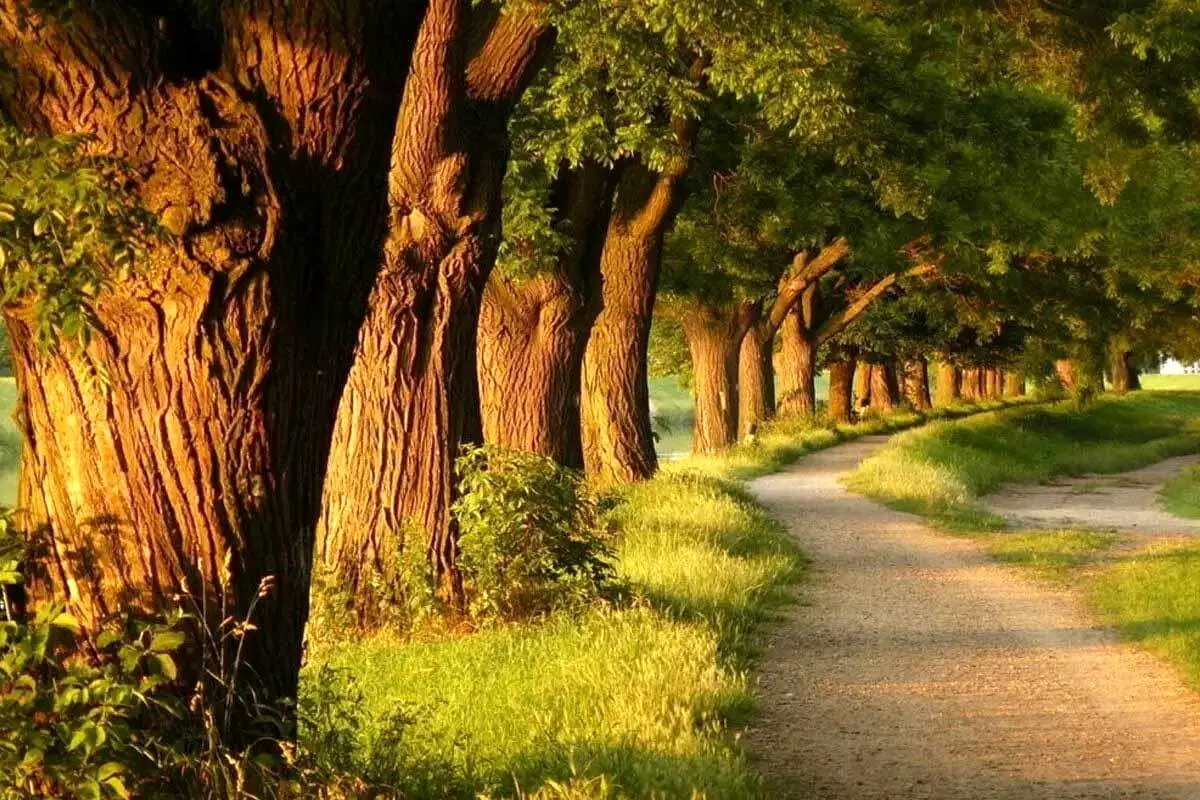 درخت‌ها خشکسالی‌ها را پیش بینی می‌کنند