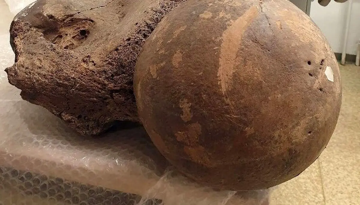 (تصاویر) کشف راز استخوان‌های غول‌آسای ۱۲۵هزار ساله