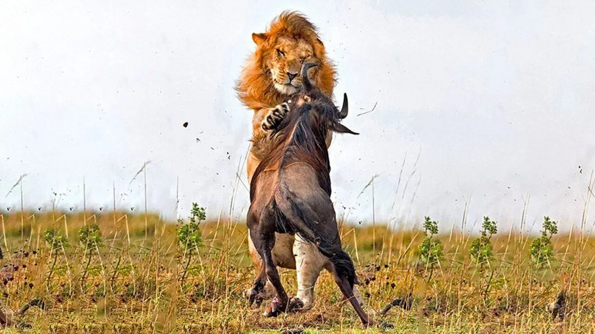 (ویدئو) وقتی گوزن قلدر برای شیر، تره هم خُرد نمی‌کند!