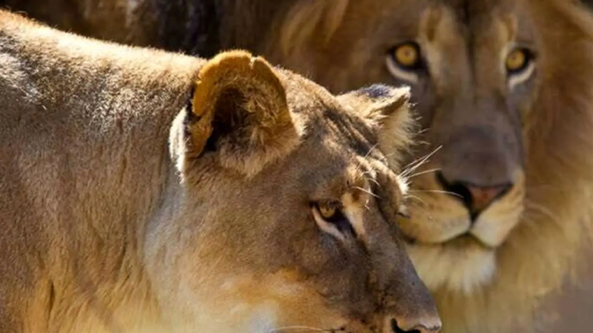(ویدئو) تلاش شیر برای بلعیدن یک کودک!