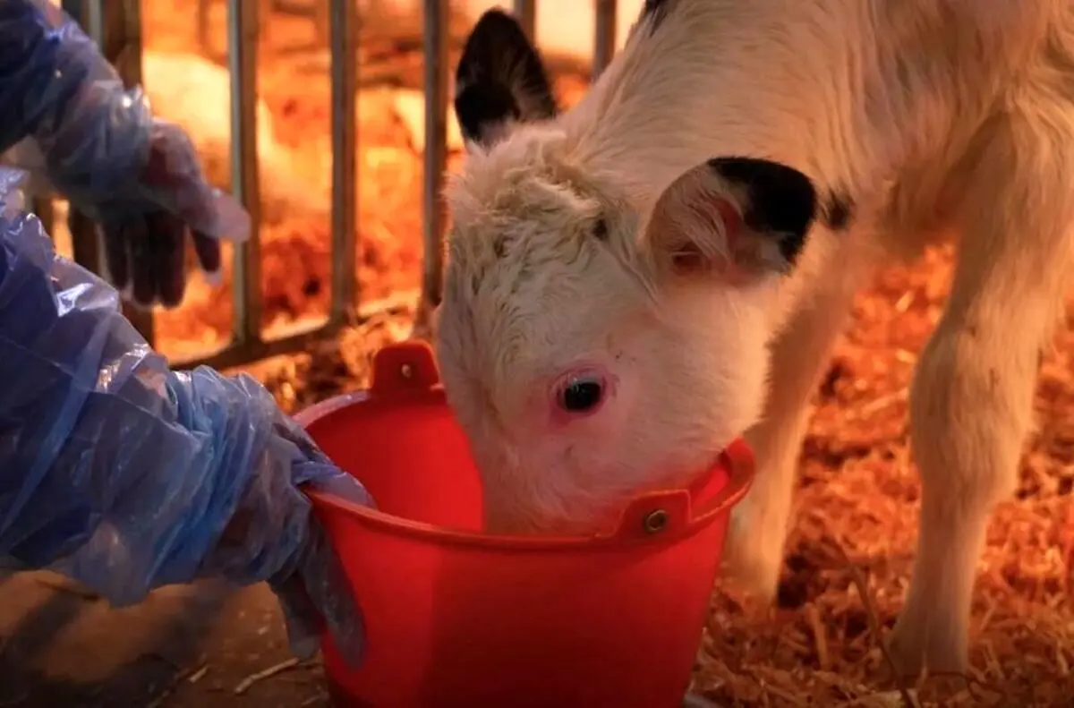 شبیه‌سازی سه «اَبَرگاو» در چین با امکان تولید سالانه ۱۸ تن شیر