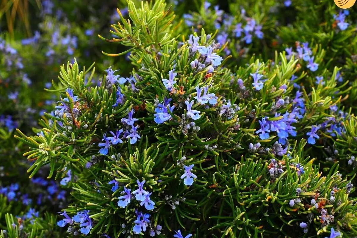 تاثیرات رزماری برای پوست