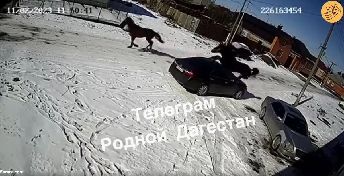 (ویدئو) شیرجه یک اسب روی خودرو!