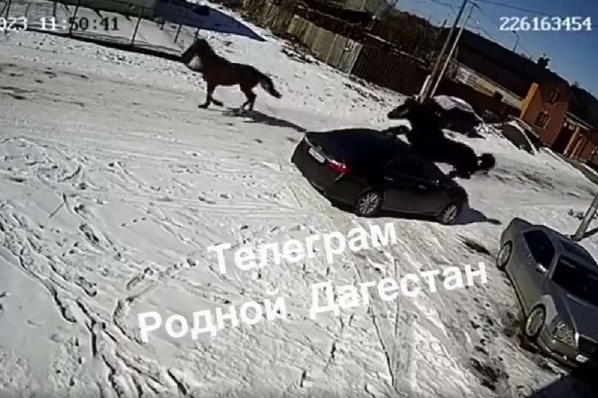 (ویدئو) شیرجه یک اسب روی خودرو!