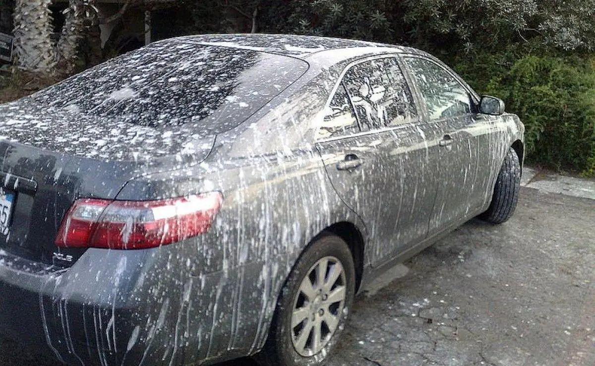 (ویدئو) نحوه پاک کردن بدون دردسر فضله پرنده از روی خودرو