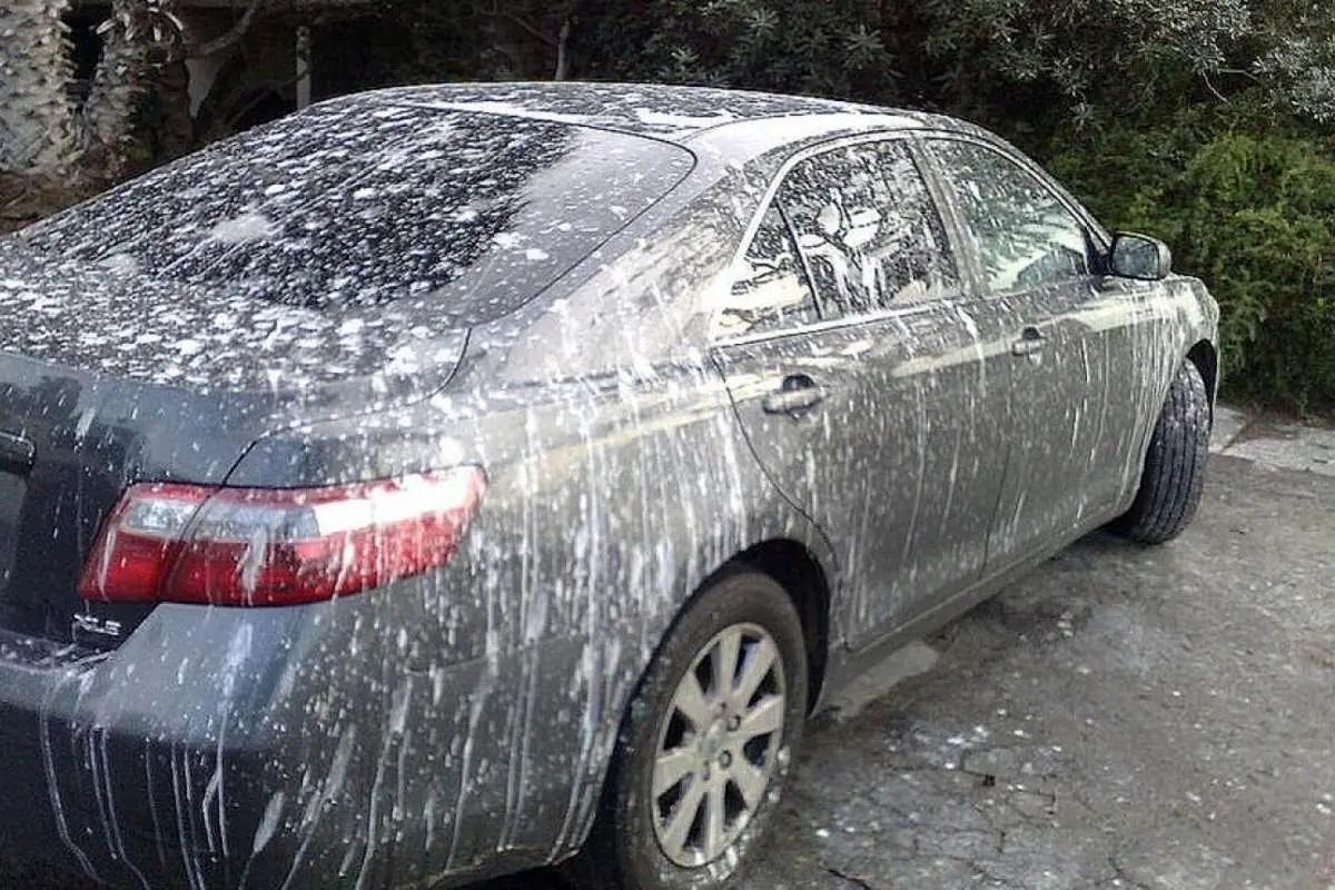 (ویدئو) نحوه پاک کردن بدون دردسر فضله پرنده از روی خودرو