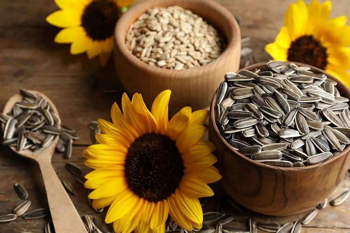 مضررات خوردن تخمه چیست؟