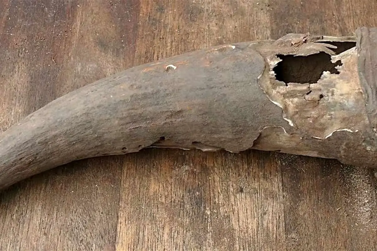 شاخ ۵۰۰ سالۀ گاو که راز داروهای باستانی آفریقا را فاش کرد