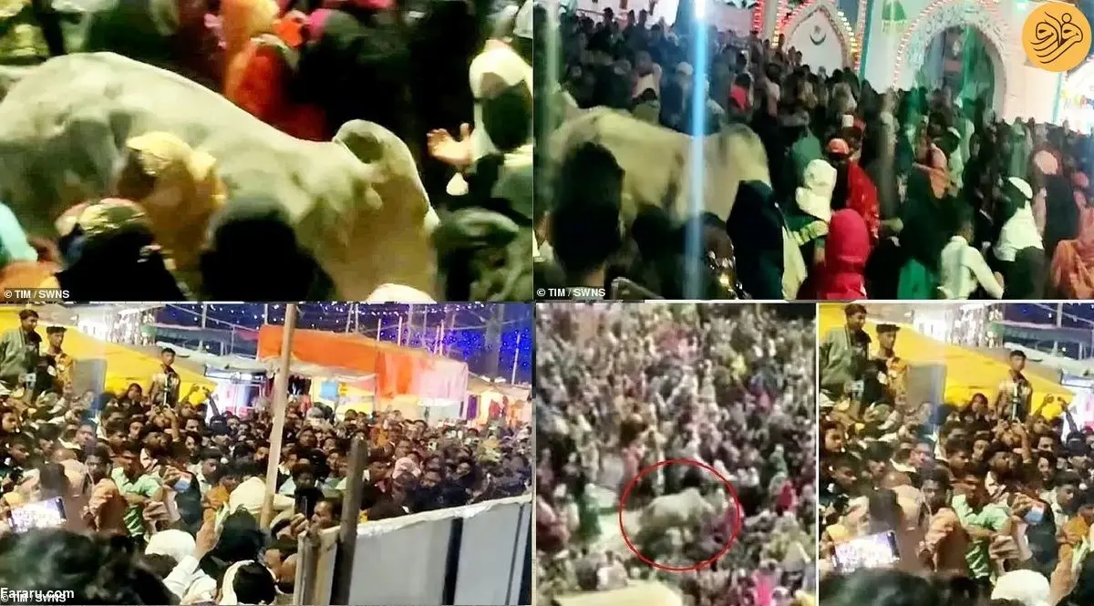 (ویدئو) حمله گاو خشمگین به جمعیت شرکت کننده در مراسم مذهبی