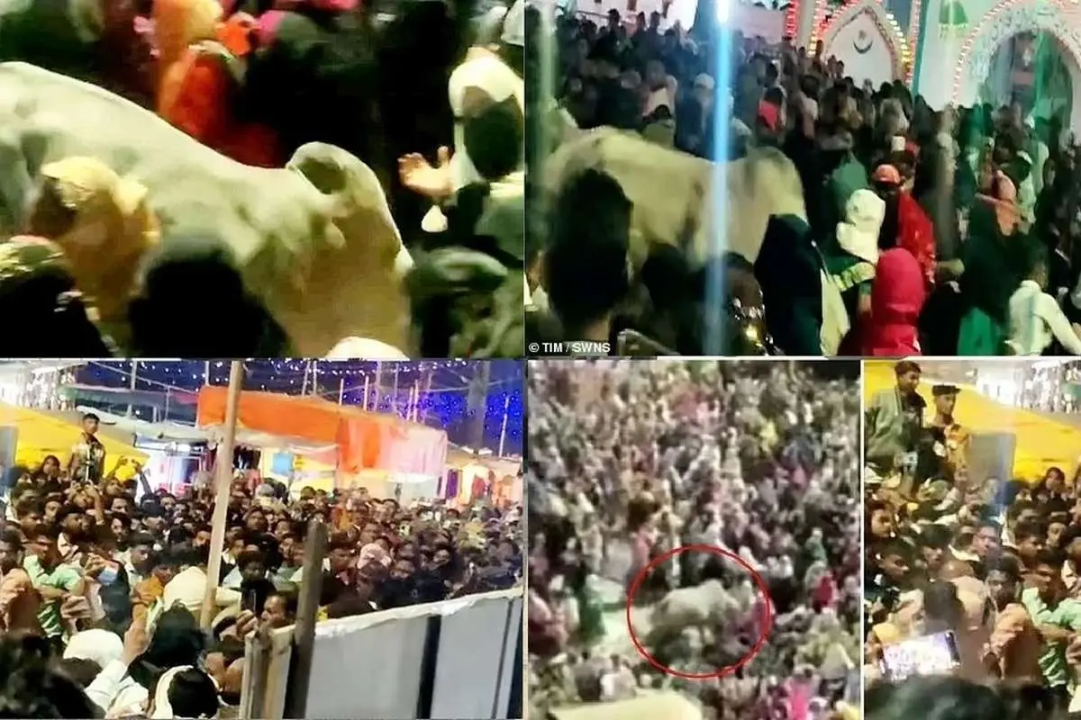 (ویدئو) حمله گاو خشمگین به جمعیت شرکت کننده در مراسم مذهبی