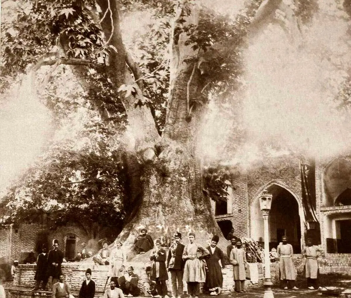 داستان جالب پیرمردی که داخل چنار امامزاده صالح کفاشی داشت/ عجیب‌ترین کفاش و قهوه‌چی تهران را بشناسید