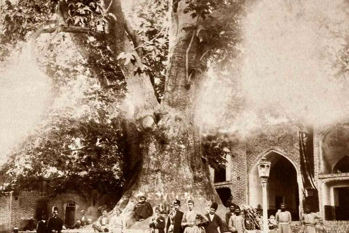 داستان جالب پیرمردی که داخل چنار امامزاده صالح کفاشی داشت/ عجیب‌ترین کفاش و قهوه‌چی تهران را بشناسید