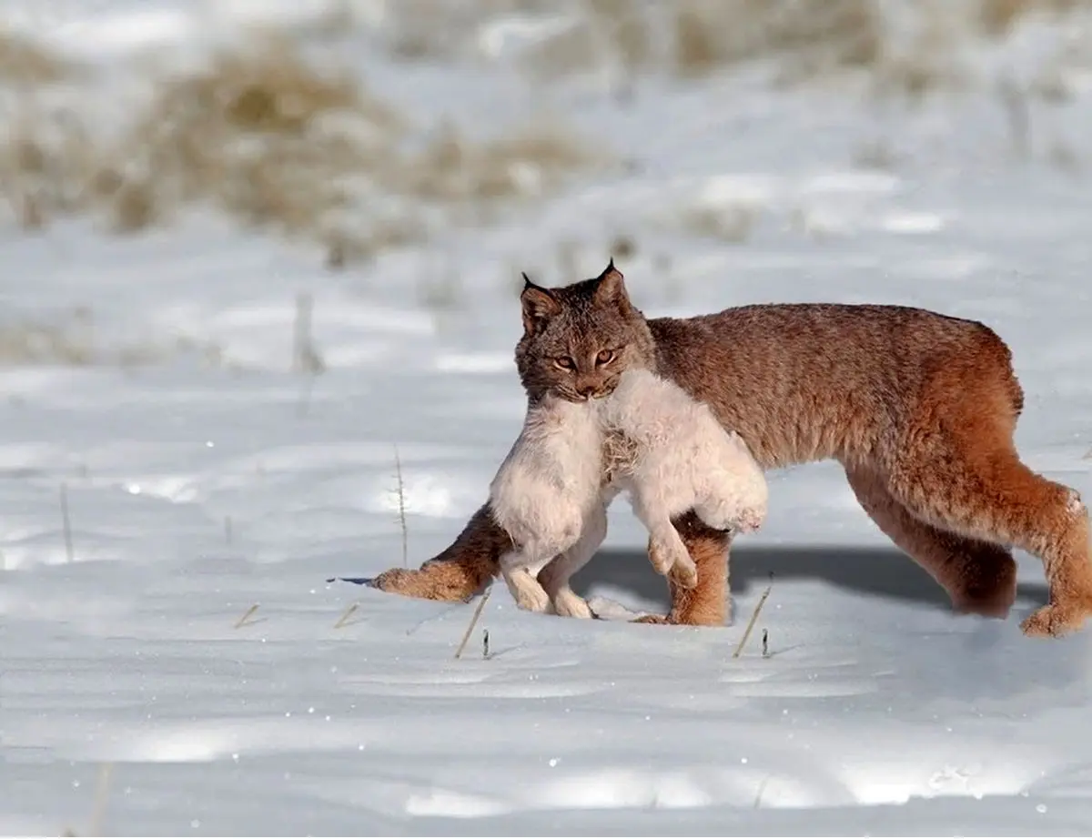(ویدئو) کمین حیرت‌انگیز سیاه گوش و شکار خرگوش چموش در هوا