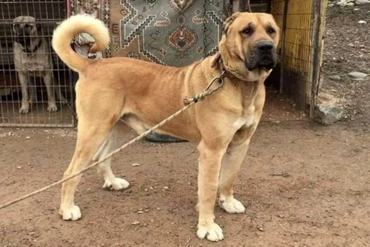 قیمت‌های عجیب سگ سرابی