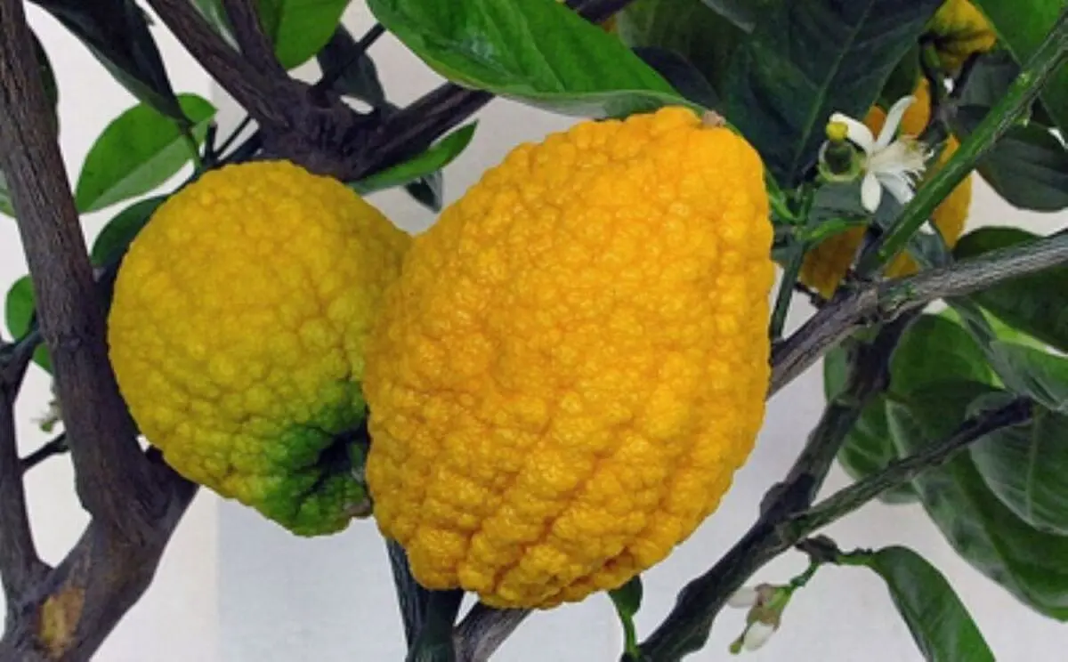 خواص معجزه‌آسای این میوه برای سلامتی بدن