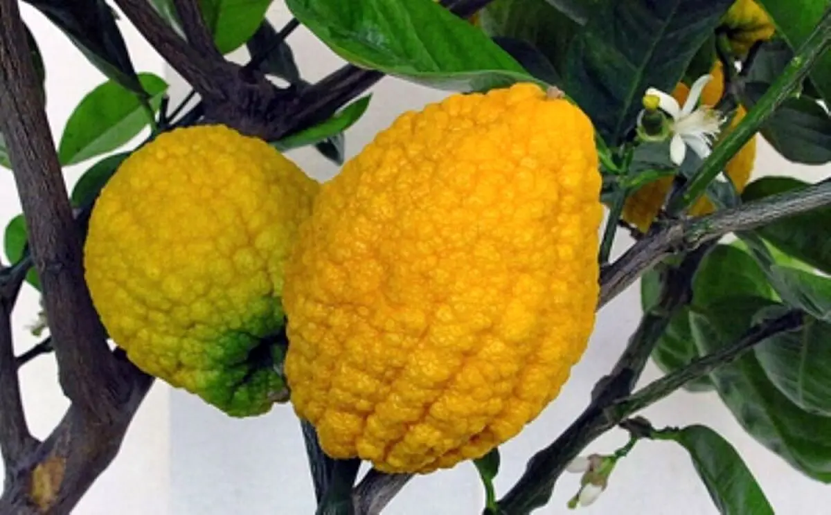 خواص معجزه‌آسای این میوه برای سلامتی بدن