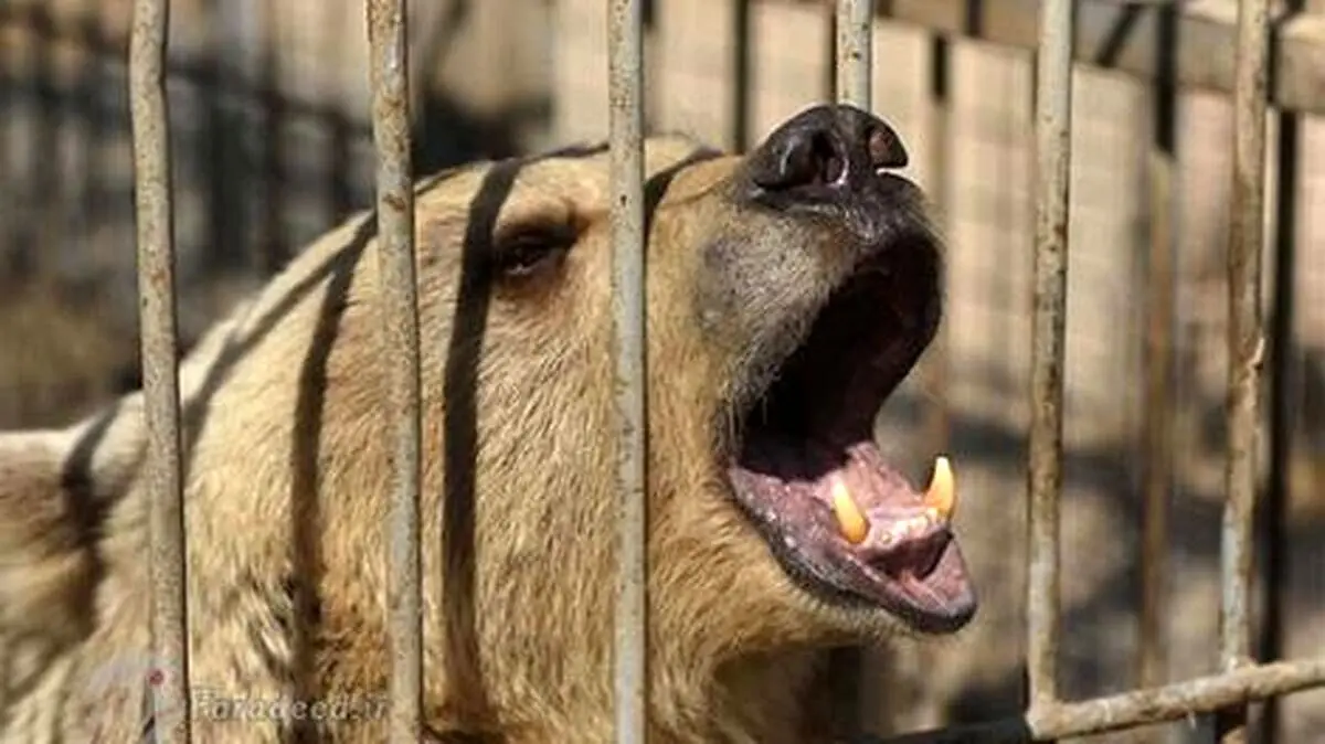 (ویدئو) در باغ وحش صفادشت چه خبر است؟