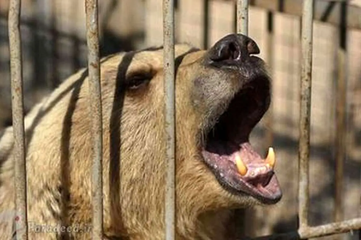 (ویدئو) در باغ وحش صفادشت چه خبر است؟