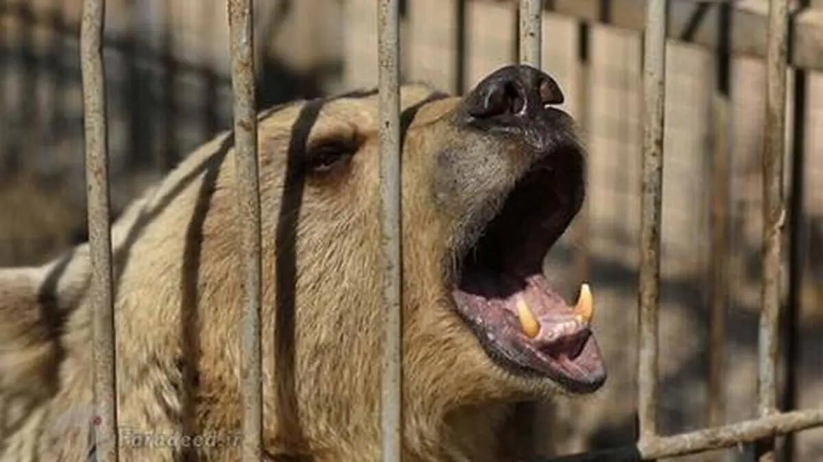 (ویدئو) در باغ وحش صفادشت چه خبر است؟
