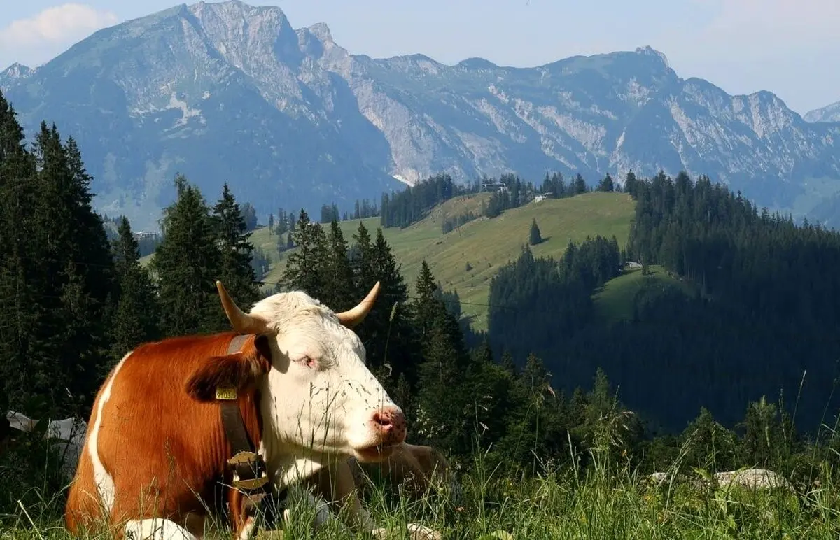 (ویدئو) لحظه تصادف دلخراش یک خودرو با گاو