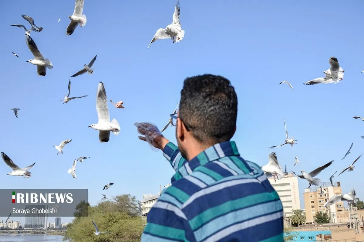 (تصاویر) پرندگان مهاجر در پل سفید اهواز