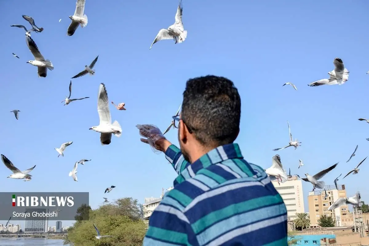 (تصاویر) پرندگان مهاجر در پل سفید اهواز