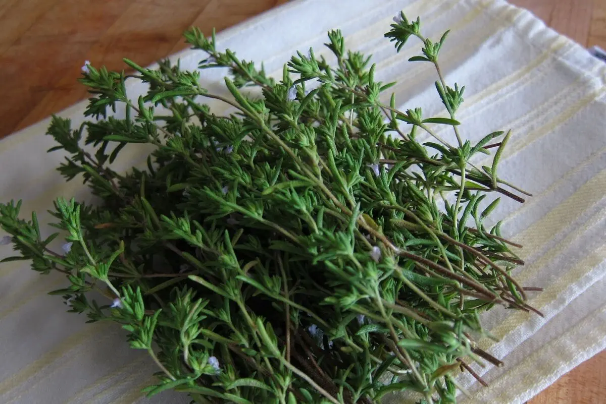گیاه خوش‌عطری که قاتل نفخ و ضعف معده است