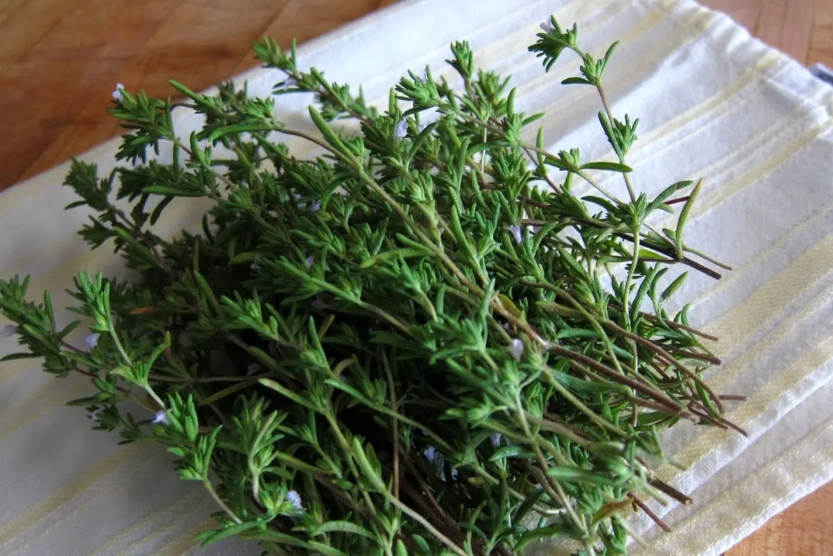 گیاه خوش‌عطری که قاتل نفخ و ضعف معده است