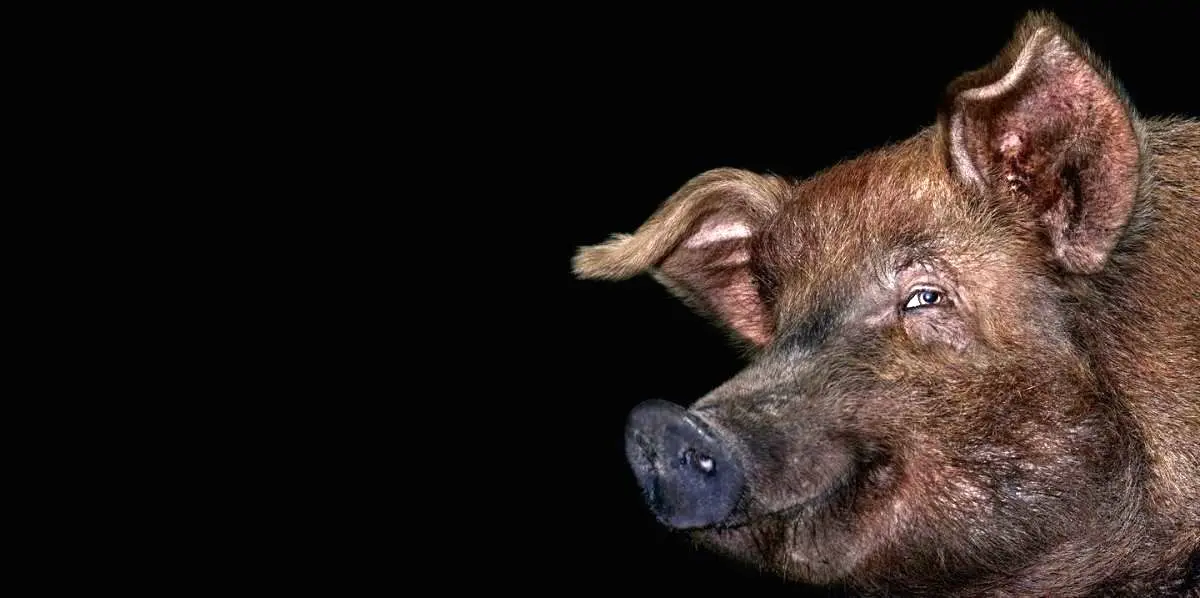 سوپر خوک‌های بسیار باهوش در حال حمله به آمریکا هستند