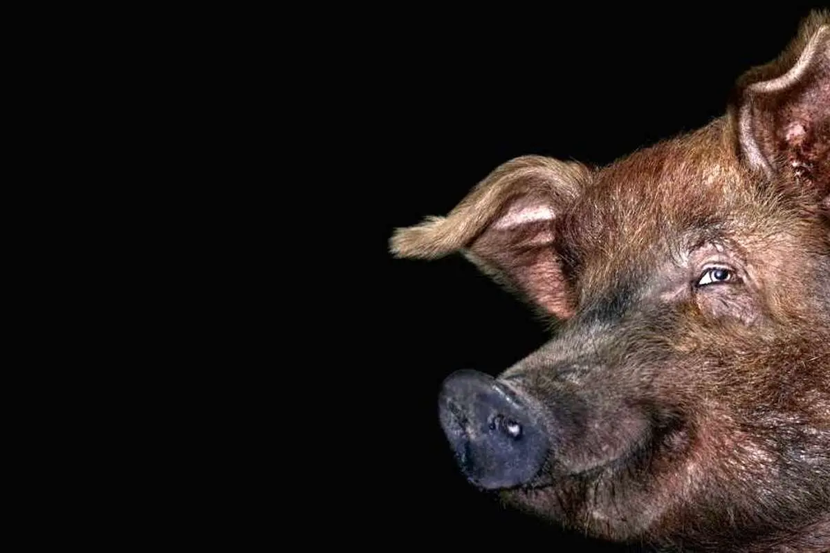 سوپر خوکهای بسیار باهوش در حال حمله به آمریکا هستند