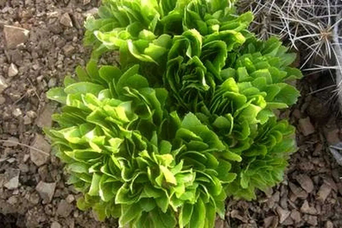 خواص کرفس کوهی در طب سنتی