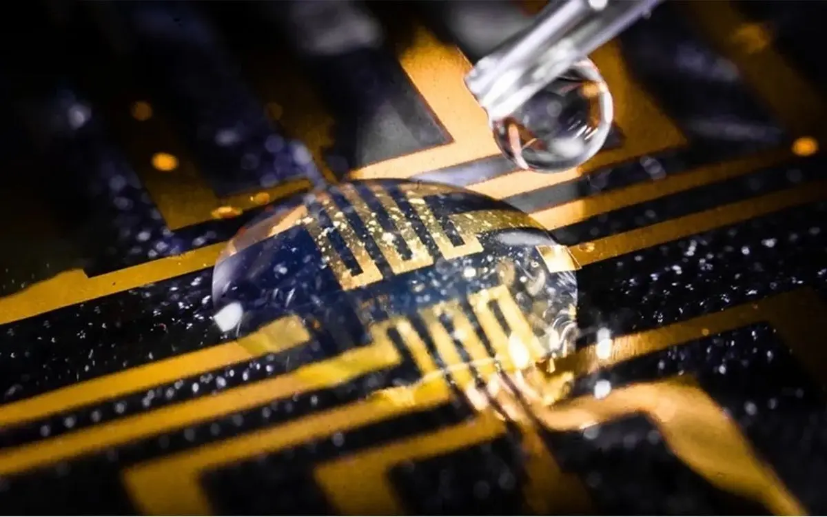 آزمایش جالب دانشگاه‌های سوئد روی گورخرماهی و زالو