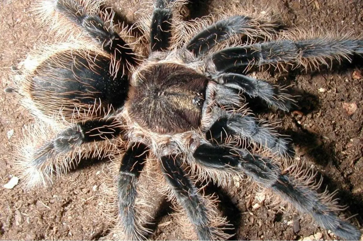 (ویدئو) ویدئویی با بازدید میلیونی از جیغ زدن یک عنکبوت!