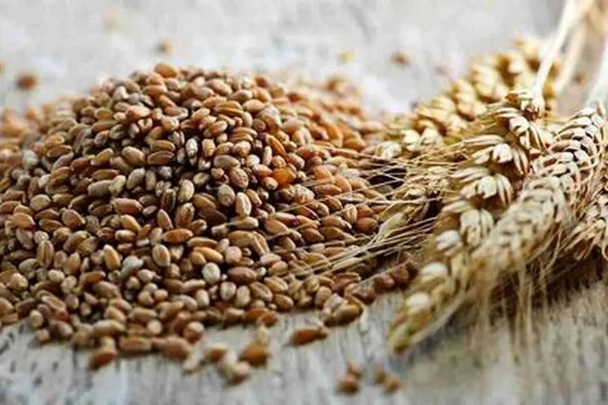 گندمی که میتواند ابتلا به سرطان را کاهش دهد