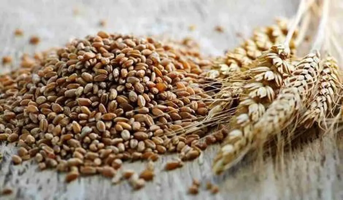 گندمی که می‌تواند ابتلا به سرطان را کاهش دهد