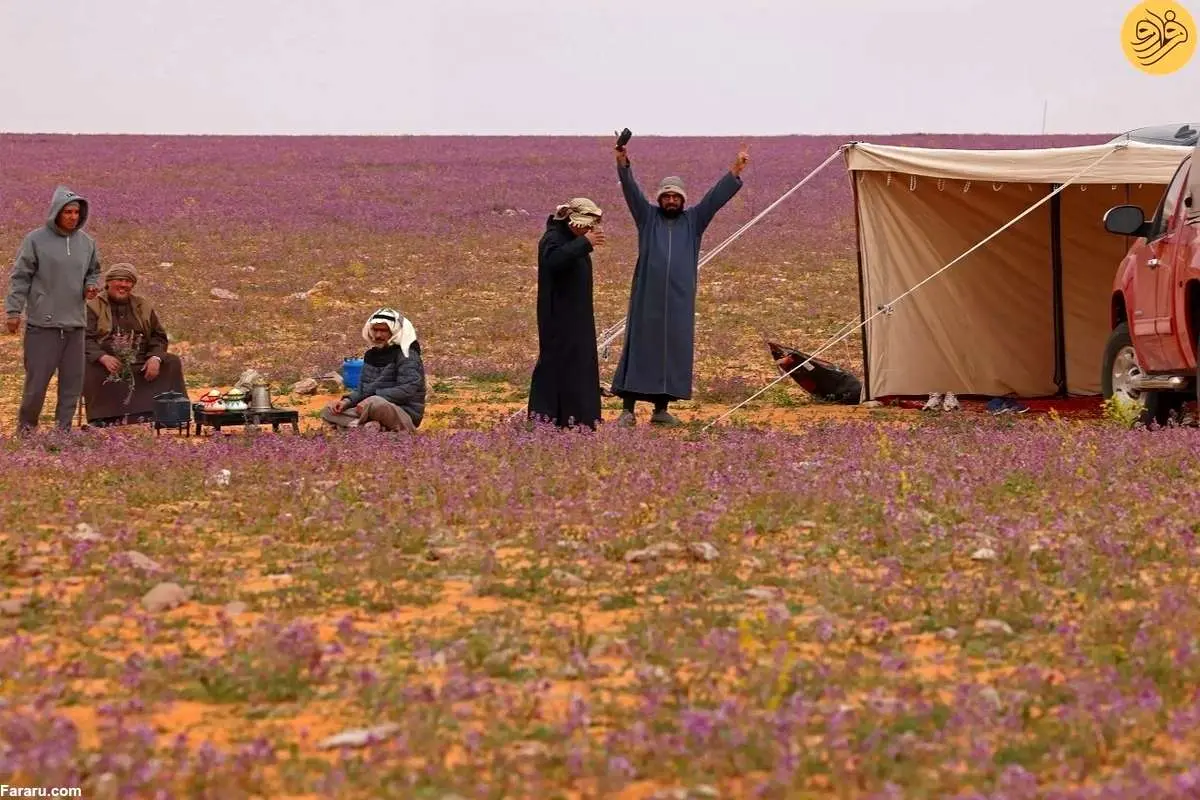 (ویدئو) دشتهای شگفتانگیز اسطوخودوس در بیابانهای عربستان