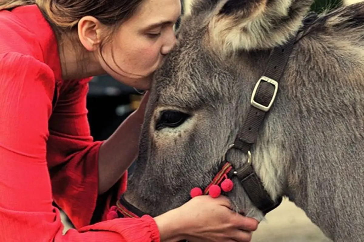 همه دنیا عاشق این خَر شدند و برایش غش و ضعف می‌کنند