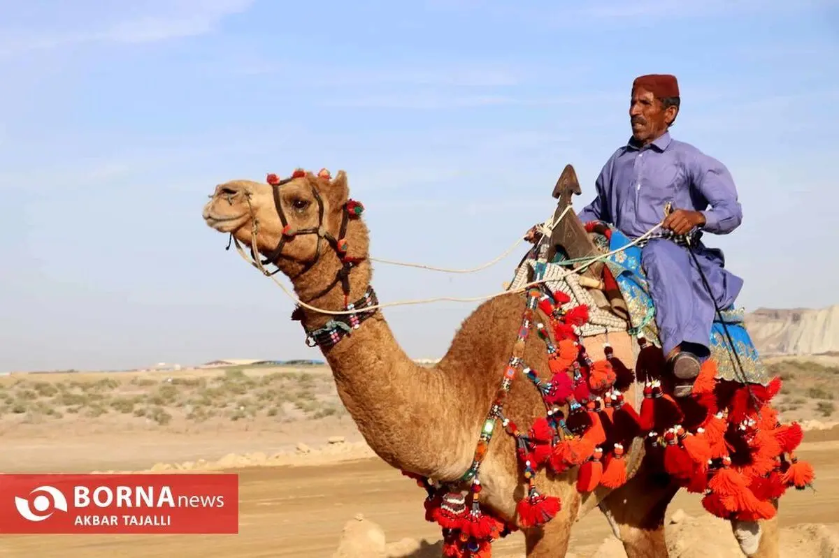 (تصاویر) مسابقات شتردوانی در چابهار