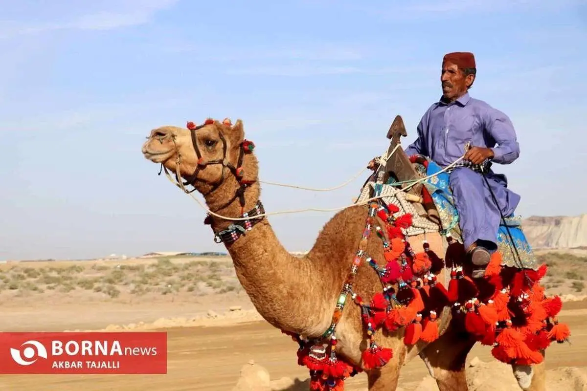 (تصاویر) مسابقات شتردوانی در چابهار
