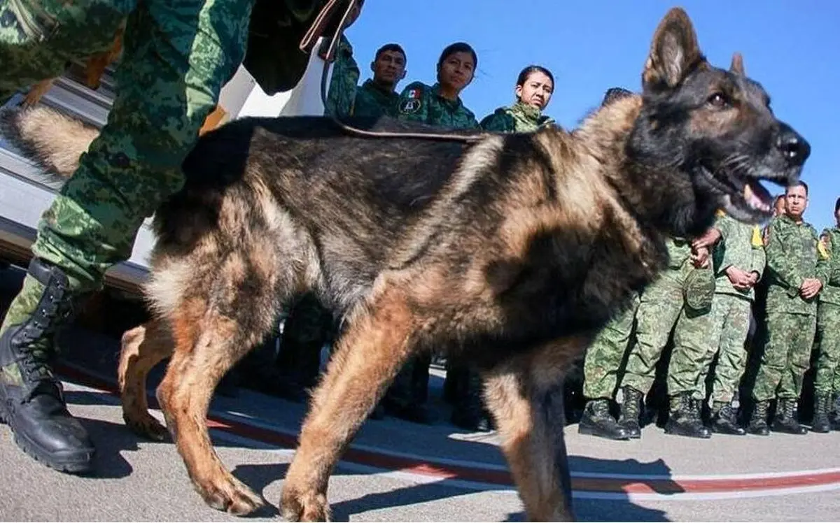 (ویدئو) مراسم عزاداری برای سگ امداد در ترکیه