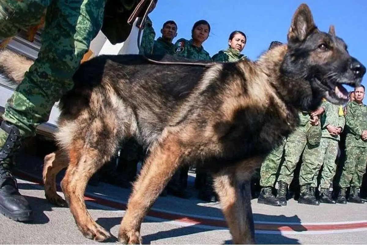 (ویدئو) مراسم عزاداری برای سگ امداد در ترکیه